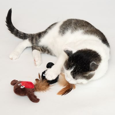 Katzenspielzeug Robins