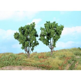 Mimosen 13 cm (2 Stk.)
