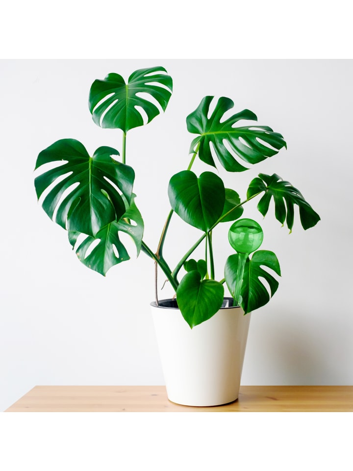 relaxdays 5x Bewässerungskugel in Grün günstig kaufen onesize