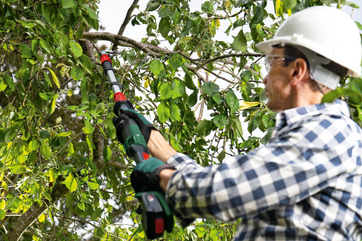 Bosch Green 06008C5000 AdvancedPrune 18V-45 akkus ágvágó olló, 1x 18V 2.0 Ah akkumulátorral és töltő AL 18V-20 dobozban