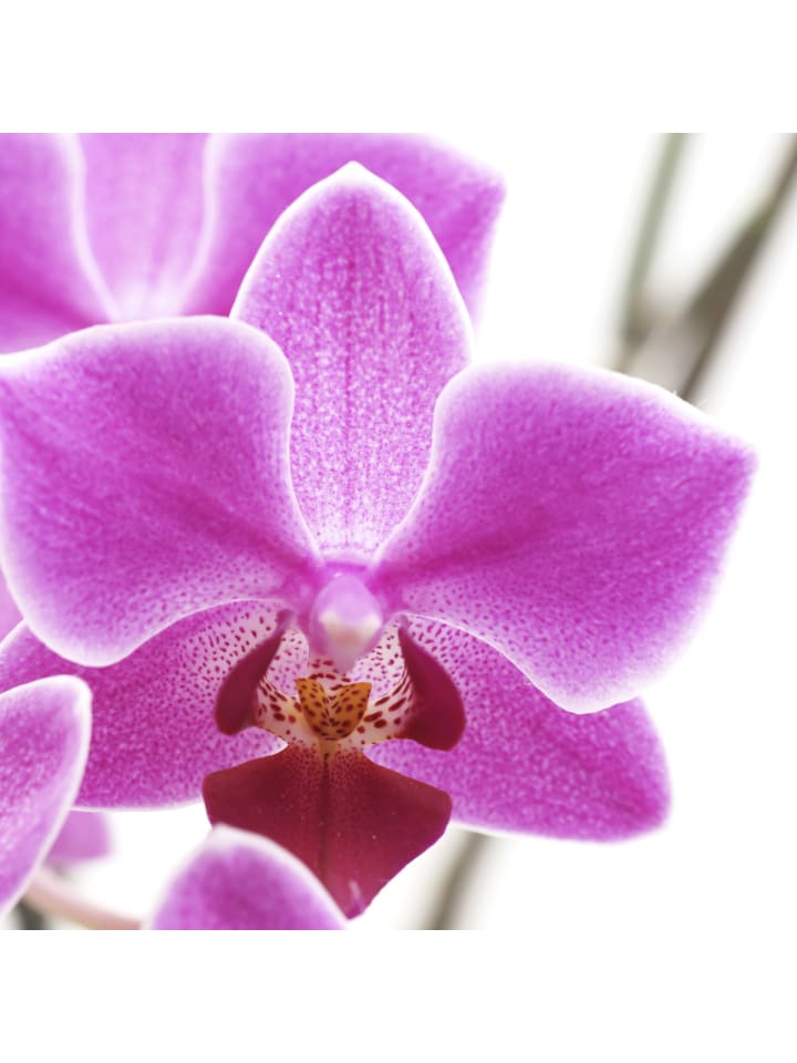 MCW Foto-Paravent Bagheria, 180x120cm, Orchidee günstig kaufen onesize