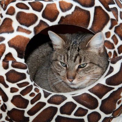 Kuschelbett Schildi, 2 in 1