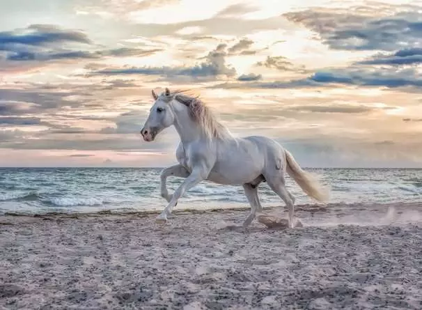 Puzzle 500 Teile - Pferd am Strand