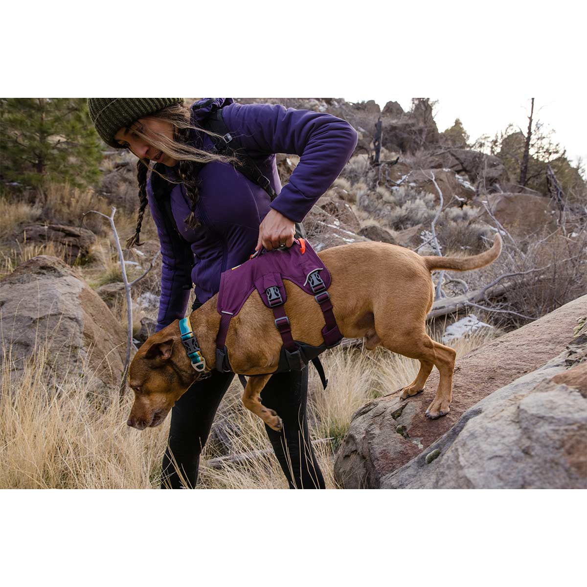 Ruffwear Geschirr Web Master Purple Rain kaufen bei ZooRoyal