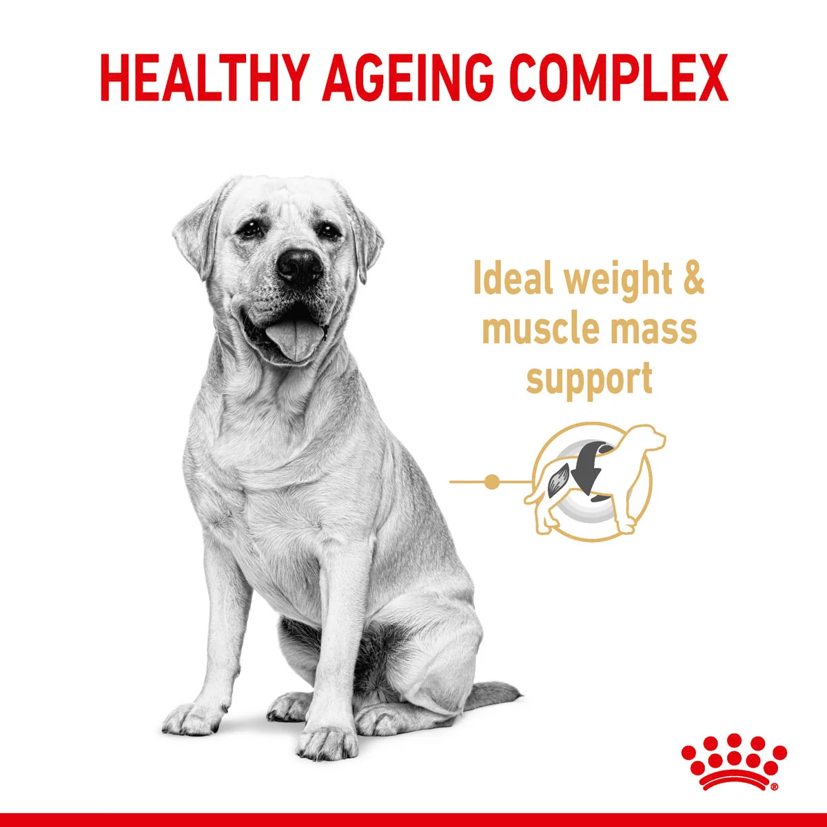ROYAL CANIN Labrador Retriever Adult 5+ Trockenfutter für Hunde ab 5 Jahren