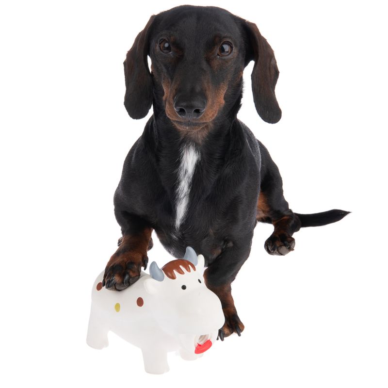 Hundespielzeug quietschende Latex-Kuh Isabella