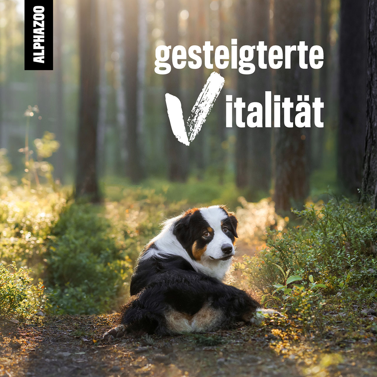 ALPHAZOO Ergänzungsfutter & Aufzucht ALPHAZOO Alpha-Barf Futteröl für Hunde und Katzen 500 ml