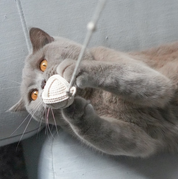 Kater Kasimir Spielmäuse & Bälle Kater Kasimir 2 handgemachte Wollknäuel aus Baumwolle