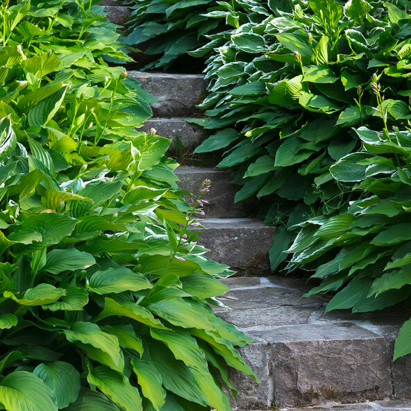Hosta „Schattenzauber“ 3er-Set