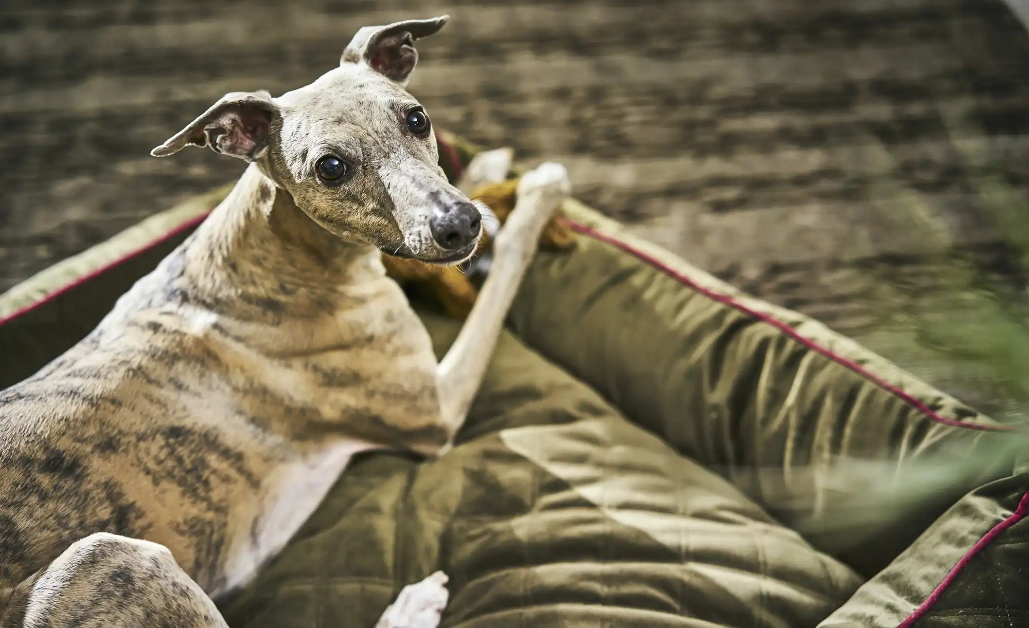 LABONI Hundebett Samt Classic
