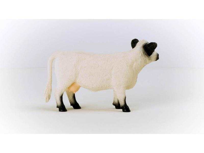 Vache Galloway