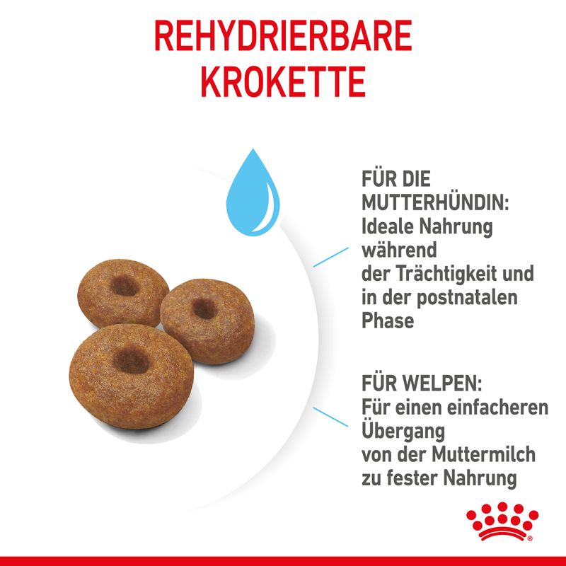 Royal Canin Maxi Starter Mother & Babydog zu TOP-Preisen | bitiba