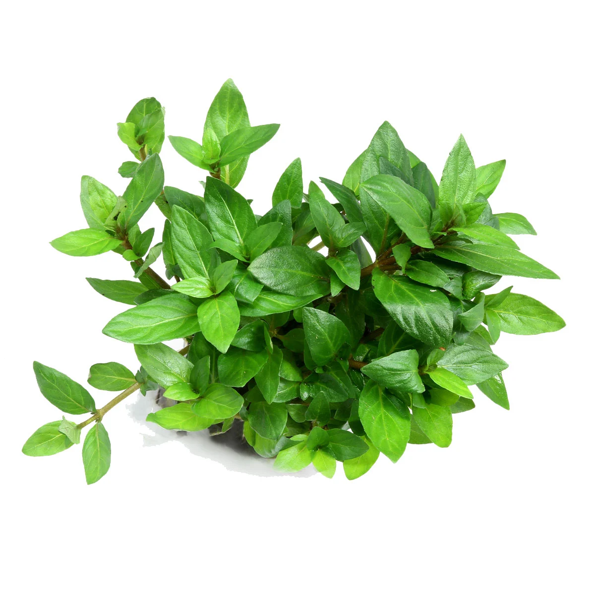 Dennerle Plants Staurogyne repens In-Vitro kaufen