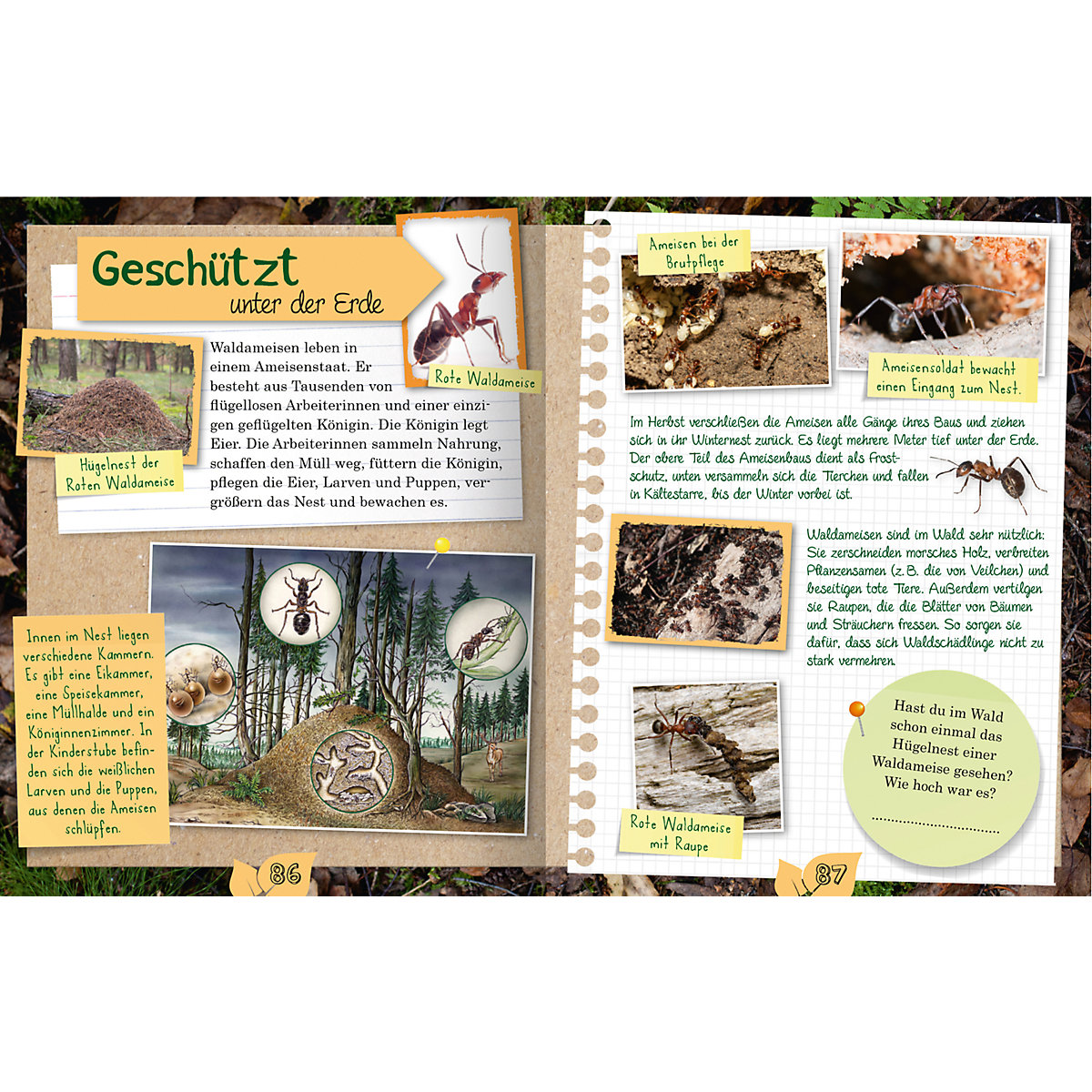 Das Naturforscher-Buch
