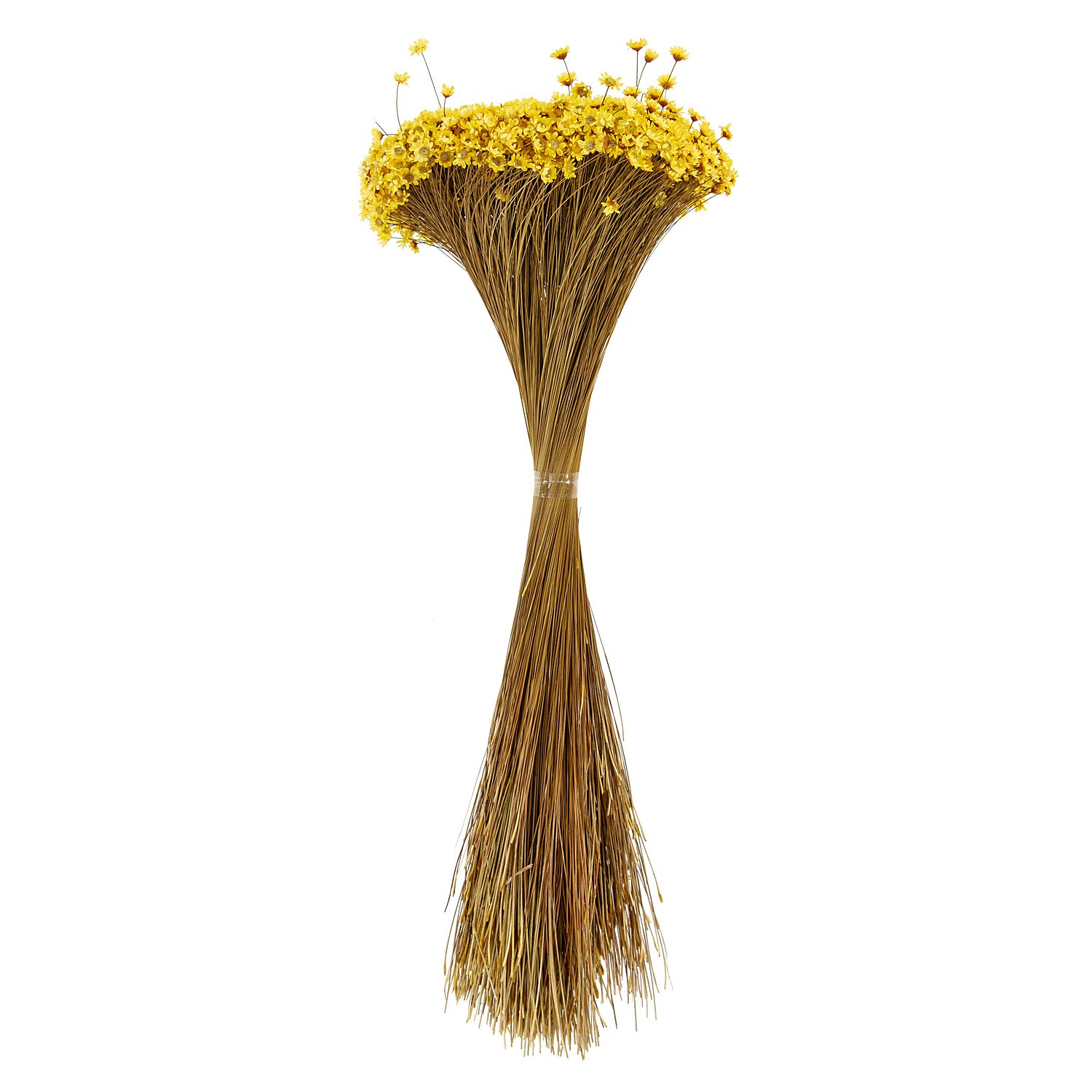 Trockenblumen Glixia, gelb