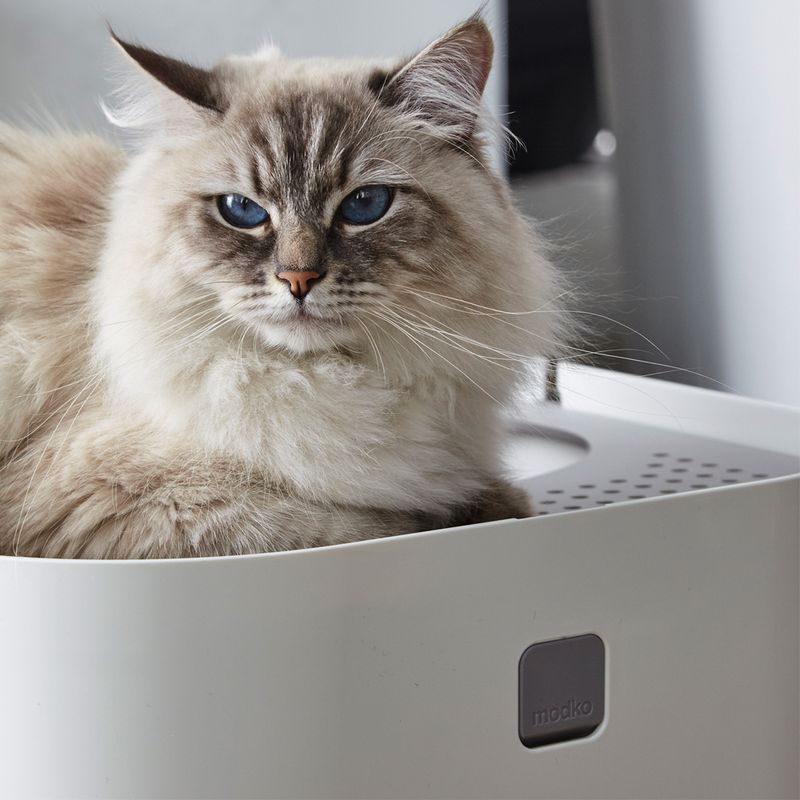 Modkat Katzentoilette zu TOP-Preisen
