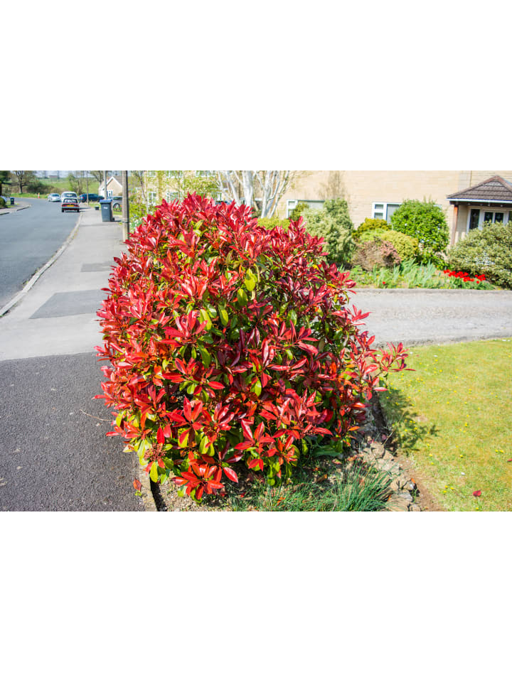 OH2 6er-Set: Photinia fras. 'Red Robin' Glanz Mispel in Bunt günstig kaufen onesize
