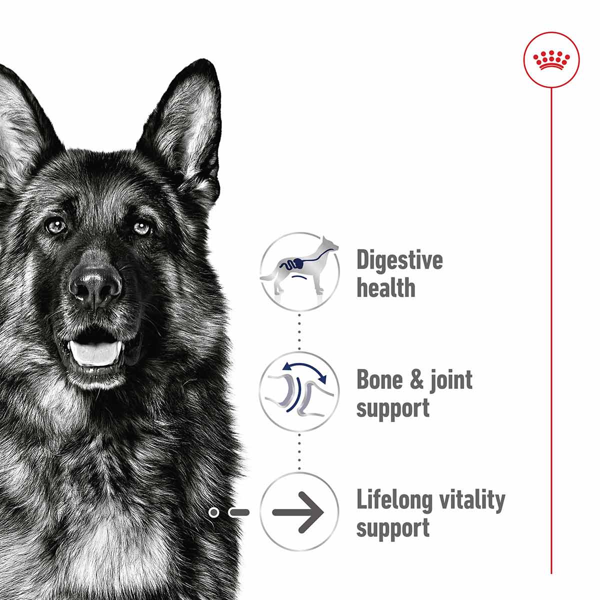 Royal Canin SHN Maxi Ageing Loaf Can günstig kaufen bei ZooRoyal