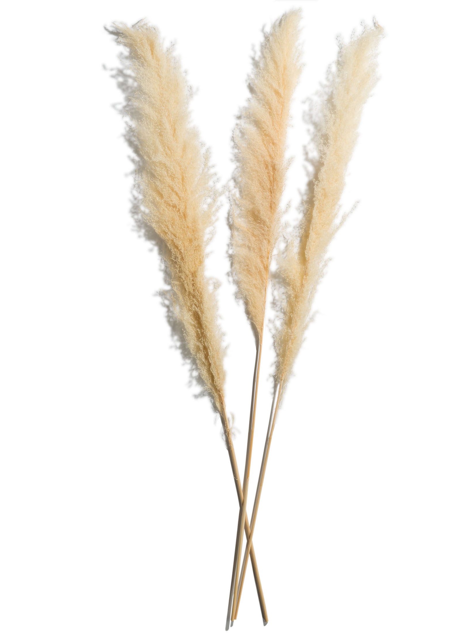 Pampasgrasbündel 3er Trockenblume, Weiss