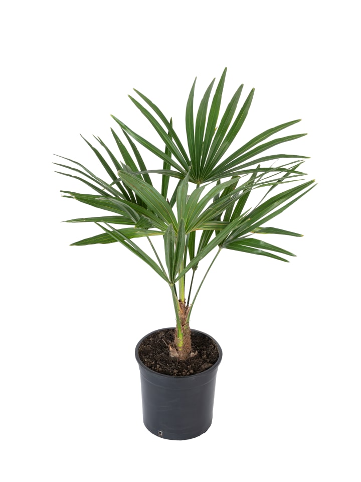 OH2 Trachycarpus fortunei Mittel in Grün günstig kaufen onesize