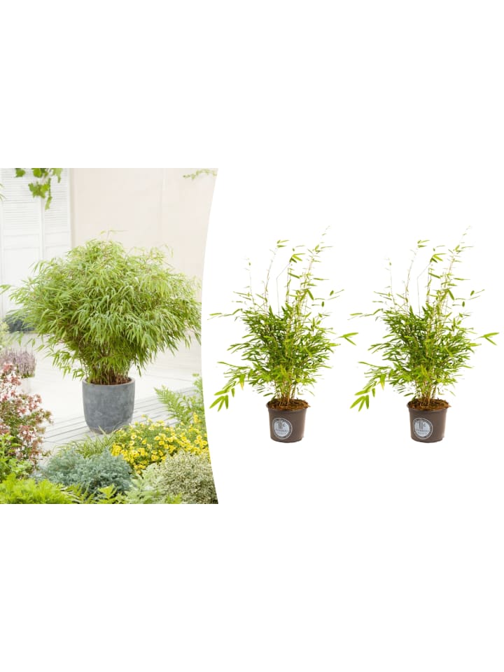 OH2 2er-Set Bambus Large Nicht zügellos in Grün günstig kaufen onesize