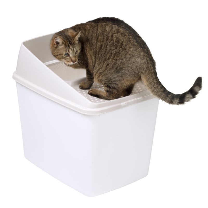 Katzentoilette Big Box zu TOP-Preisen