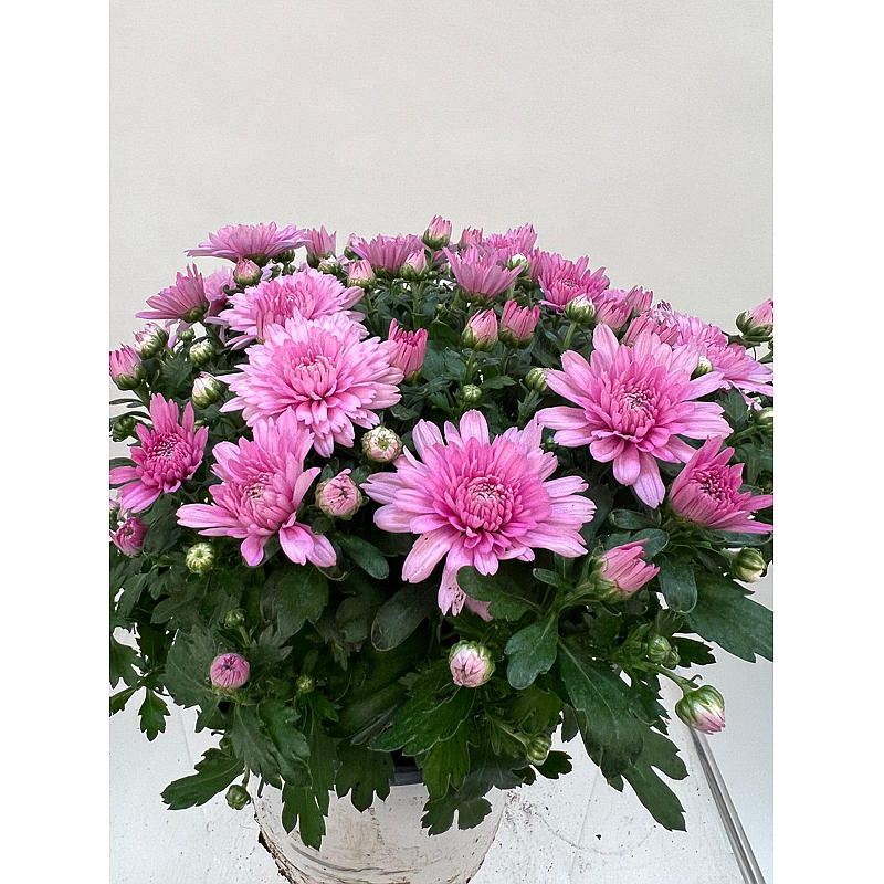 Krysanthemum Friland, 19 cm potte