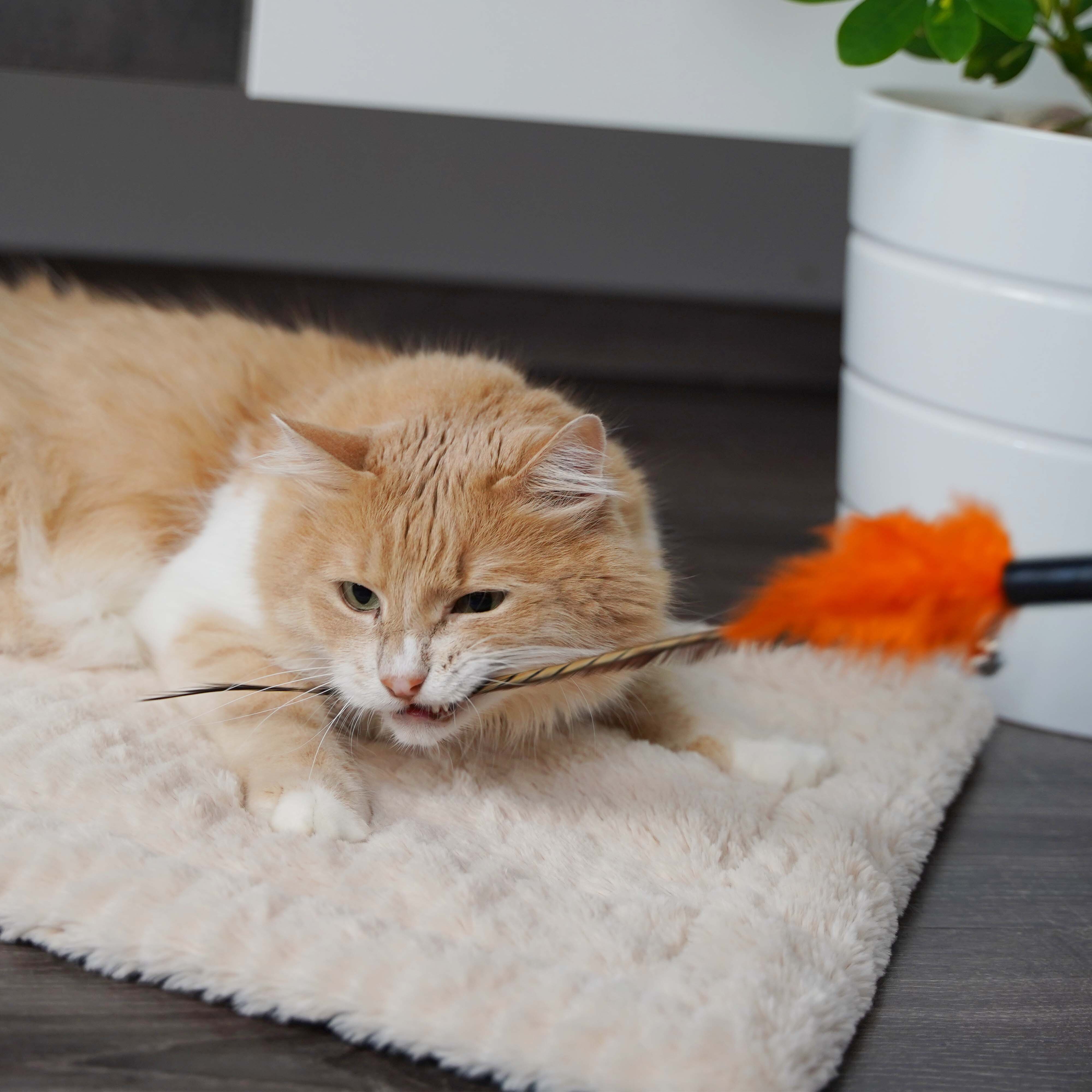 Schlitzohr Katzenangeln Schlitzohr Federwedel Birdy 3er Pack
