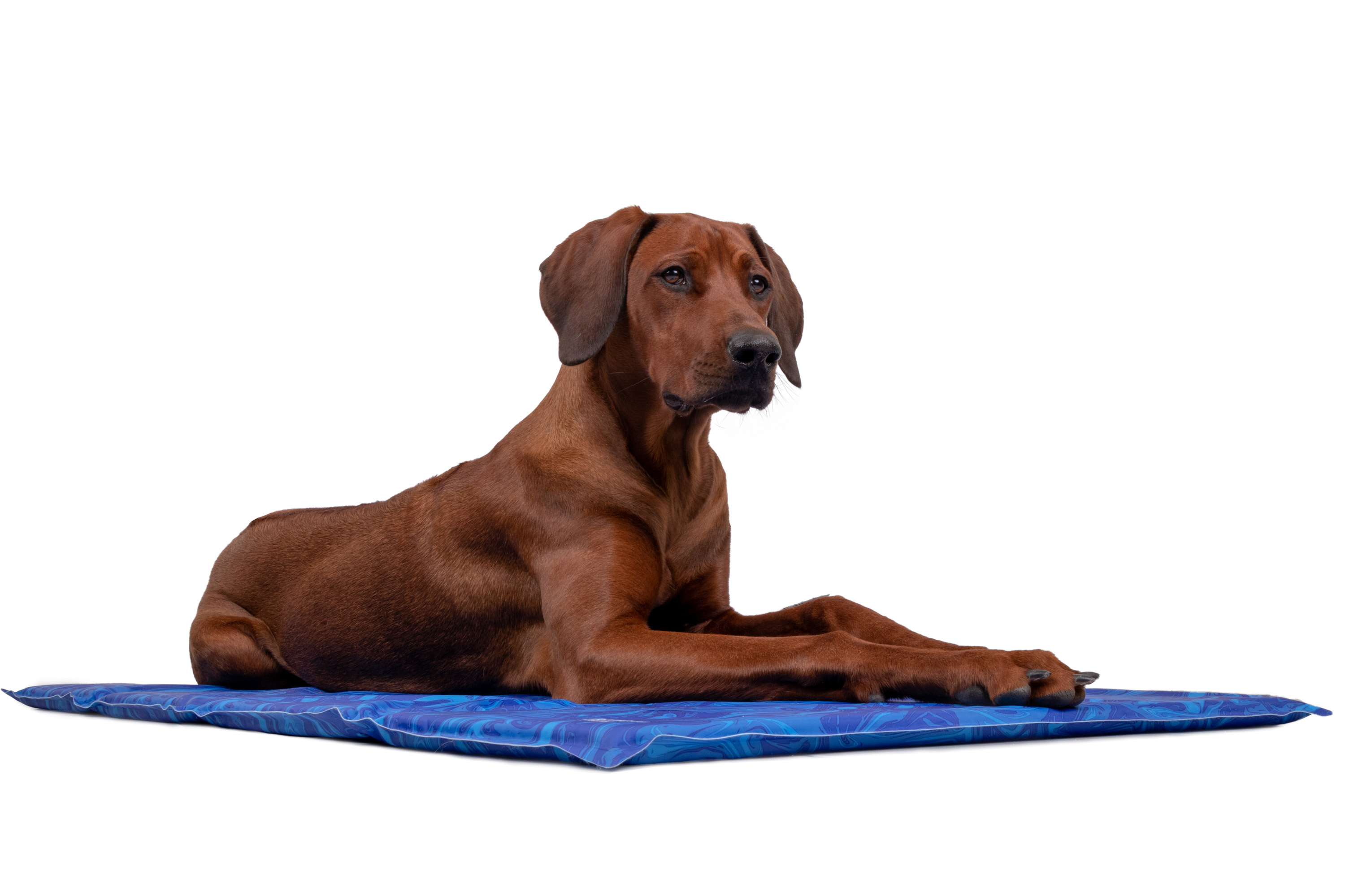 TrendPet Hundematten TrendPet Arctic Comfort 20 mm premium Kühlmatte blau XL