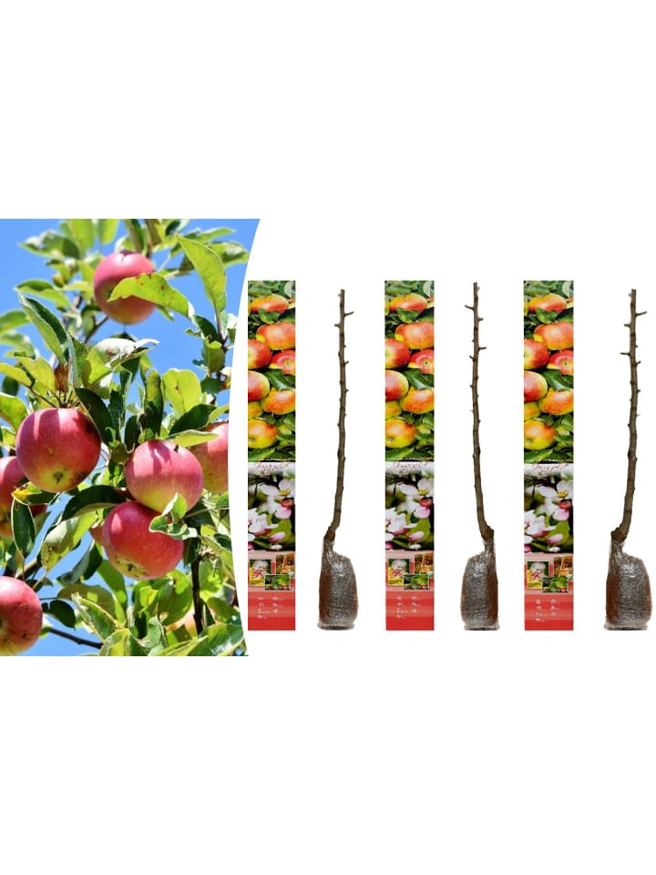 OH2 3er-Set Jonagold Apfel Obstbäume in Bunt günstig kaufen onesize