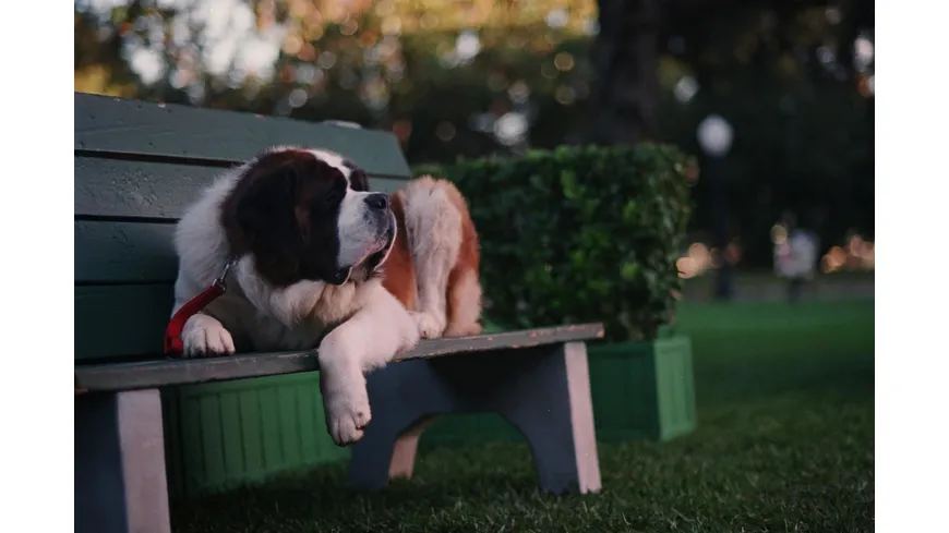 Ein Hund namens Beethoven - Komplettbox  [8 DVDs]