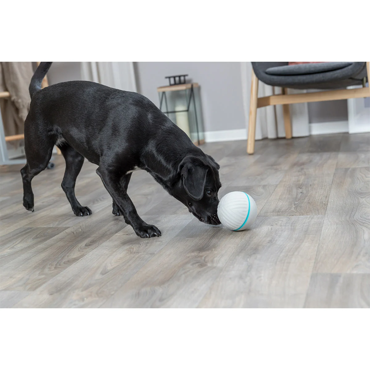 Trixie Snackball günstig kaufen bei ZooRoyal