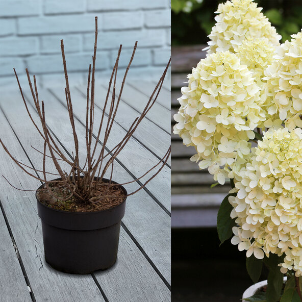 Rispenhortensie Big Bang