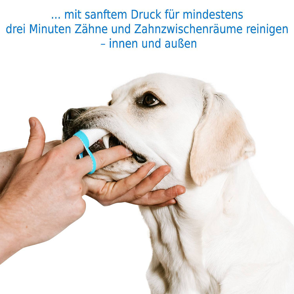 bogadent Anti-Plaque Finger Adult 2 Stück kaufen bei ZooRoyal