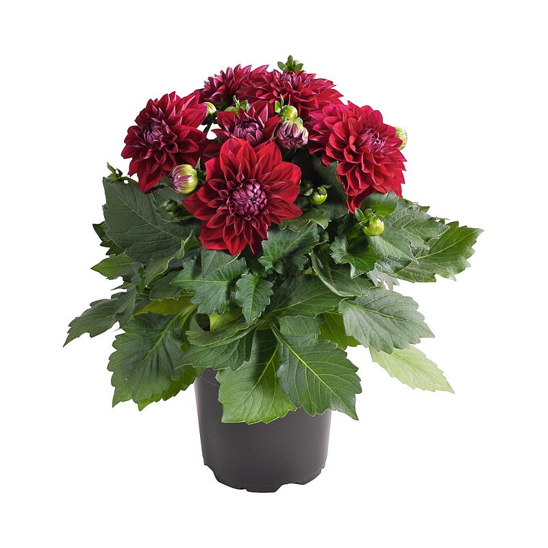 Sommergeorgine P19 Dahlia, mix