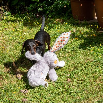 Hundespielzeug Elsie