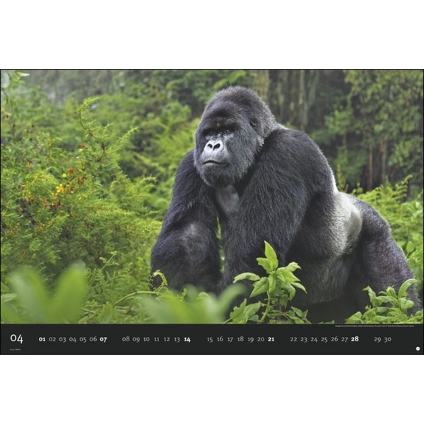 DIE LETZTE WILDNIS EDITION 2024 - Kalender