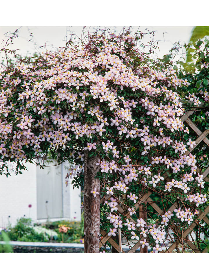 OH2 3er-Set Pflanzen Clematis Montana Rubens in Pink günstig kaufen onesize