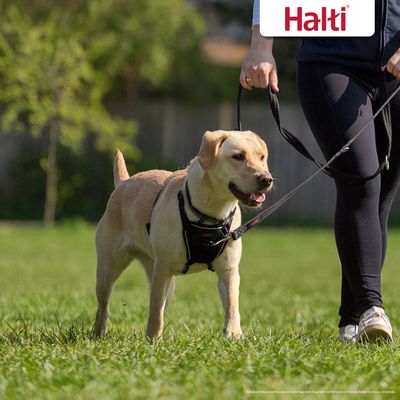 Halti No Pull Harness Trainingsgeschirr