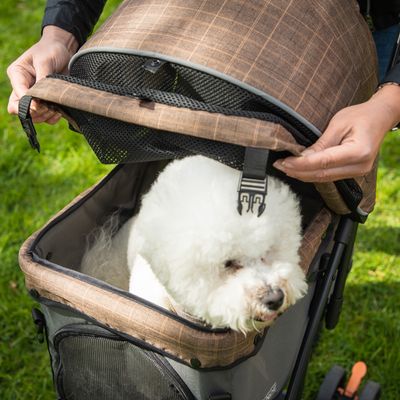 HAFENBANDE Haustier Buggy Sailor