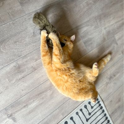 Aumüller Katzenspielzeug Frettchen