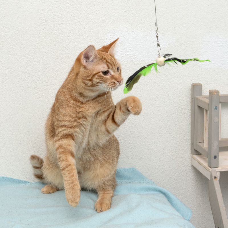 TIAKI Teleskop-Katzenangel mit Federn zu TOP-Preisen | bitiba %