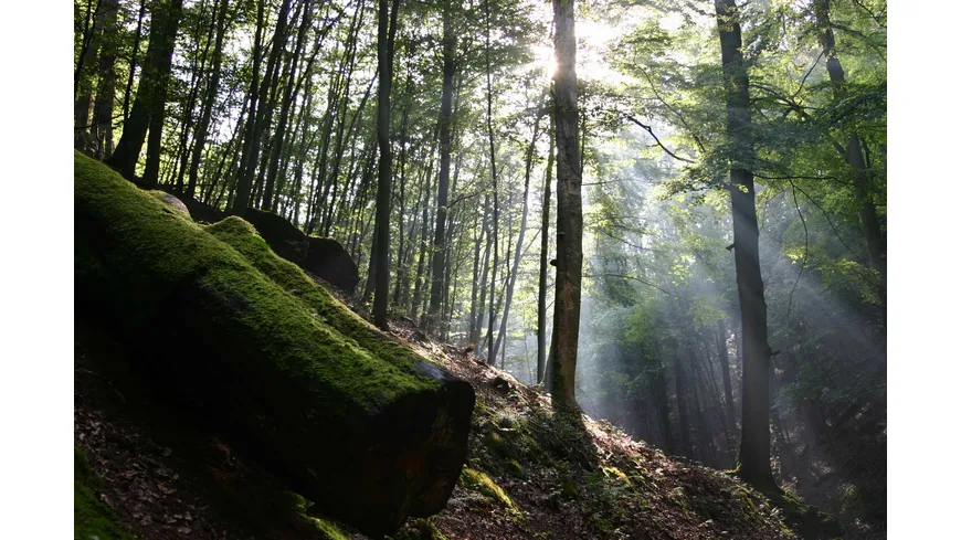Das grüne Wunder - Unser Wald