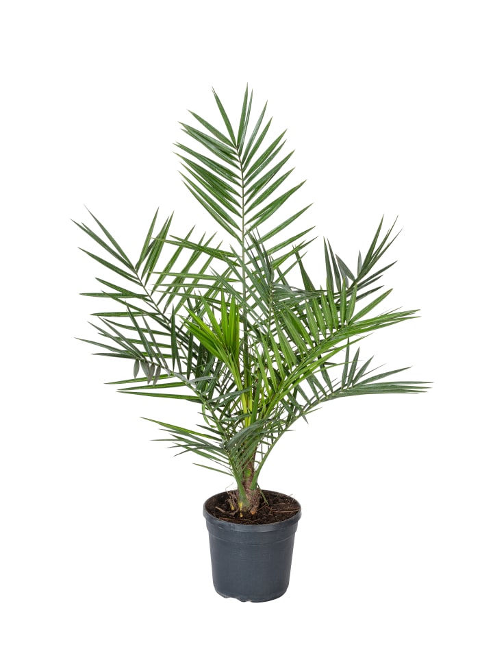 OH2 Phoenix canariensis Groß in Grün günstig kaufen onesize