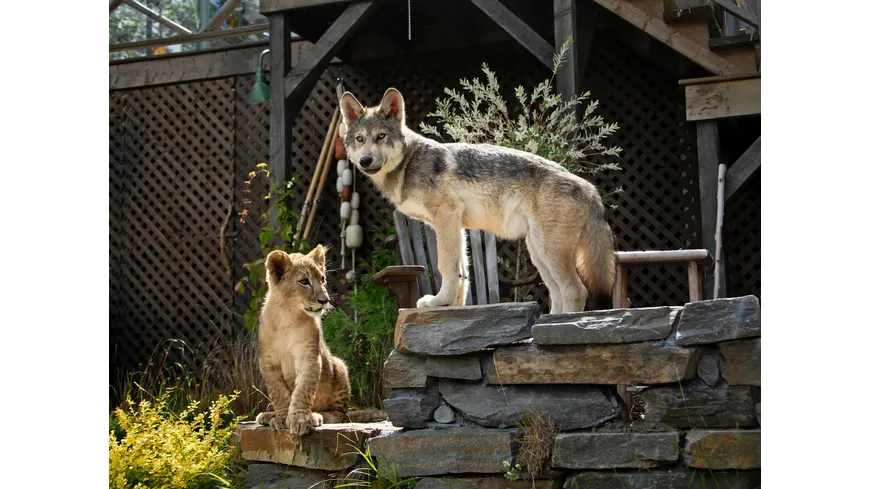 Der Wolf und der Löwe