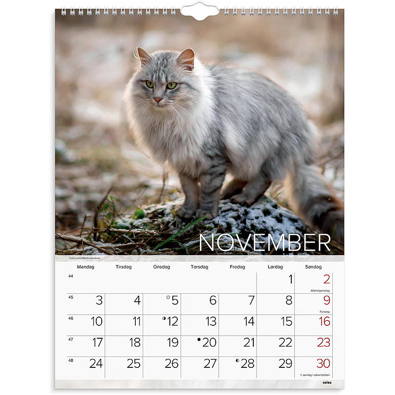 Veggkalender katter 2025