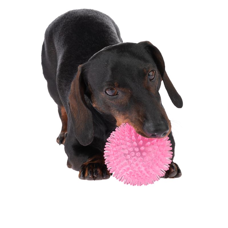 TIAKI Hundespielzeug Stacheliger Ball zu TOP-Preisen | bitiba %