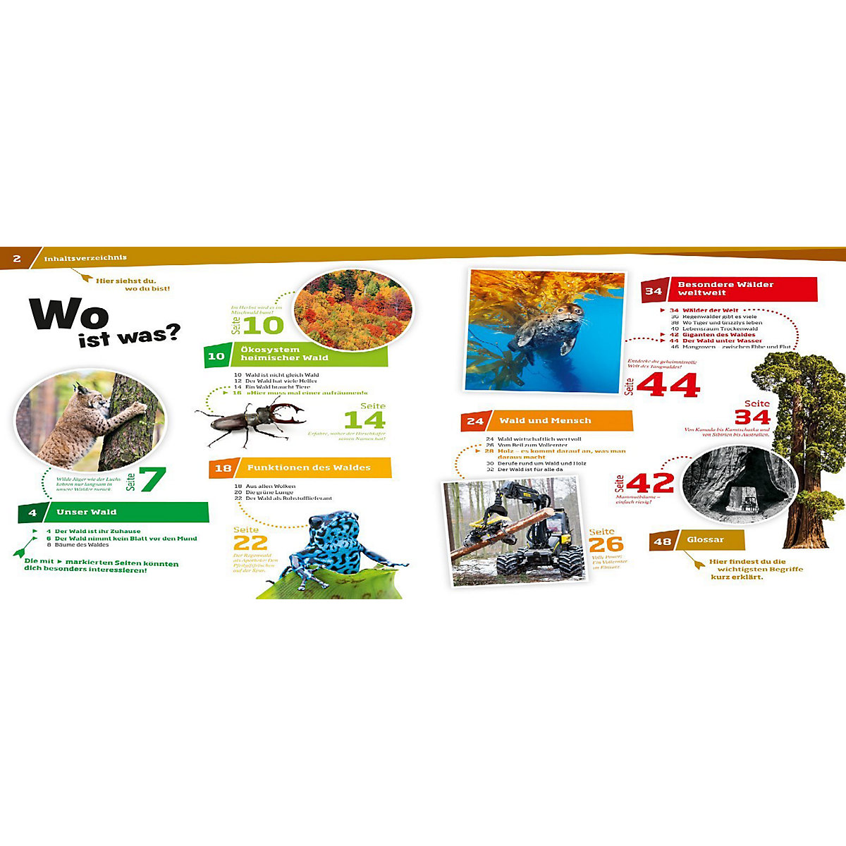 WAS IST WAS Wald - Mehr als nur Bäume