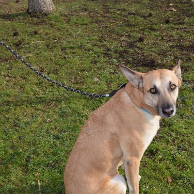 JULIUS-K9 IDC® Tau-Leine