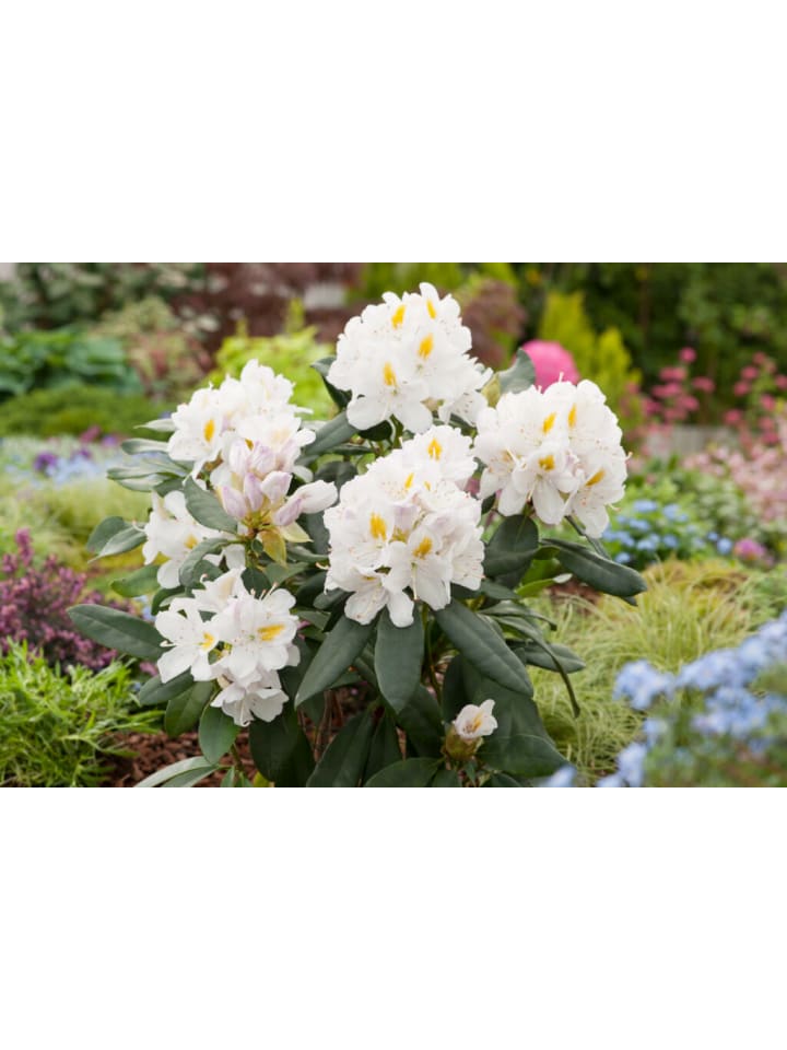 OH2 3er-Set: Rhododendron 'Cunningham's in Weiß günstig kaufen onesize